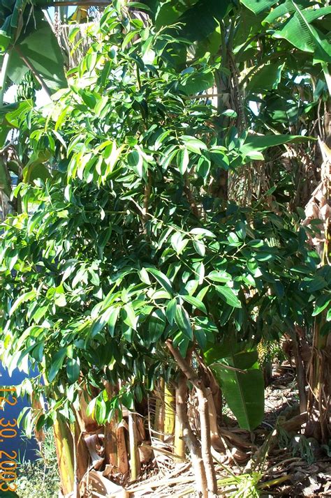 Kulit kayu manis merupakan sejenis rempah, dan nama sainsnya adalah cinnamomum zeylanicum. Cinnamon Tree: Gambar, Foto, Fakta mengenai Pokok kayu manis