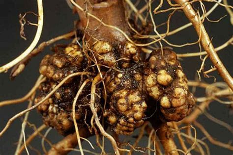 Effective Solution In The Fight Against Root Cancer Agrobacterium