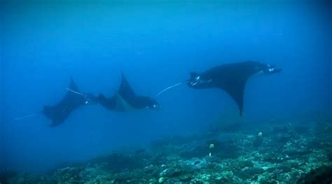 Video Manta Rays Of The Great Barrier Reef Australian Geographic
