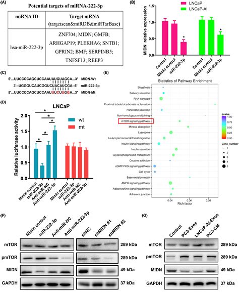 Exosomal MiR2223p Contributes To Castrationresistant Prostate Cancer