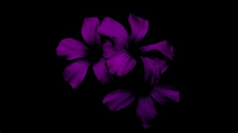Download Wallpaper 1920x1080 Lilac Flower Dark Purple