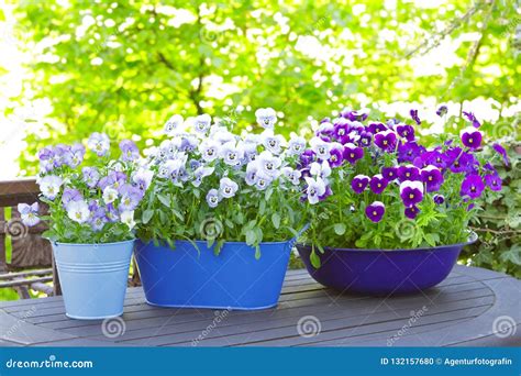 Purple Blue Pansies Pots Spring Stock Photo Image Of Colors Pansy