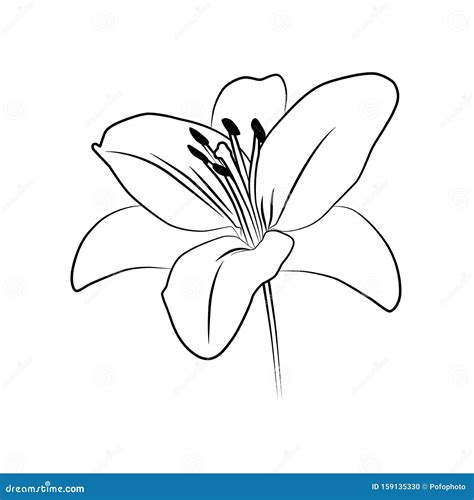 Lily Isolated Outline Stock Vector Illustration Of Isolated