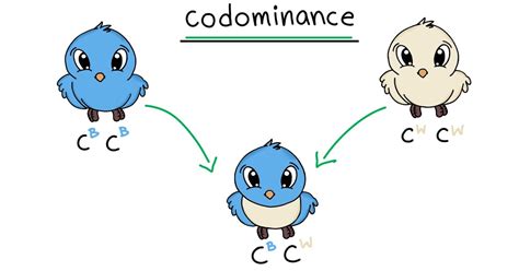 Codomiance In Genetics Refers To Codominance And Incomplete Dominance Biology Science