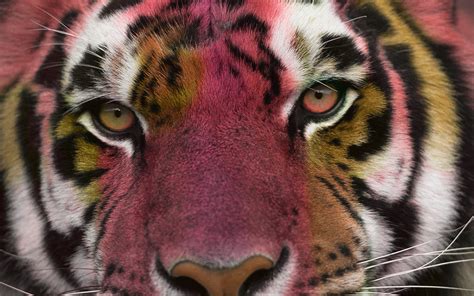 Tiger Eyes Cat Photo Manipulation Colorful Wallpapers Hd