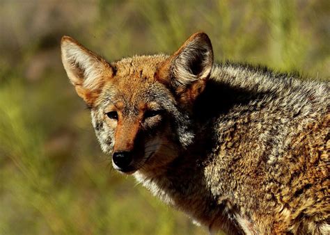 Coyote That Attacked People Pets At Fairfax County Park Had Rabies