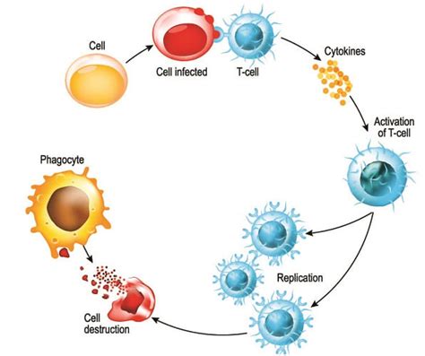 B Cells B Lymphocytes The Definitive Guide Biology Dictionary