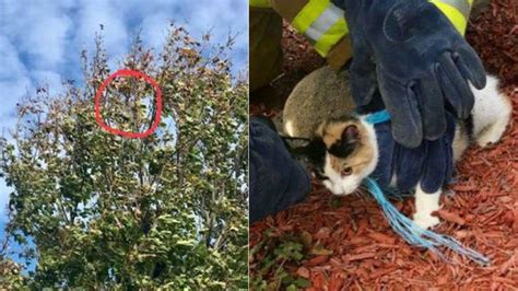 Man Finds His Cat Hanging From Tree With Rope Tied Around Its Neck In