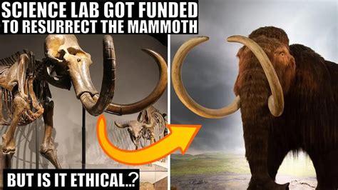 Scientists Got Funding To Resurrect Woolly Mammoth But Why