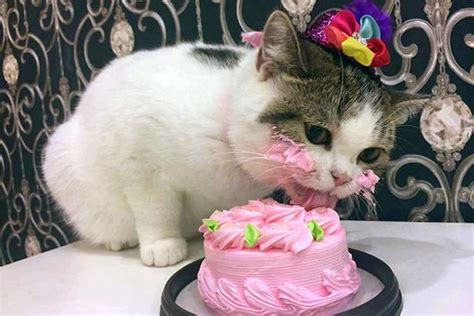 Cat That Got The Cream Gets More Than A Meow Ful Of Yummy Birthday Cake