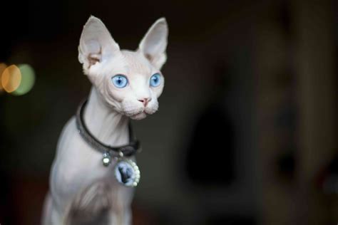 10 Best Cats With Big Ears
