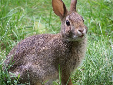 Conejo Común Wiki Reino Animalia Fandom