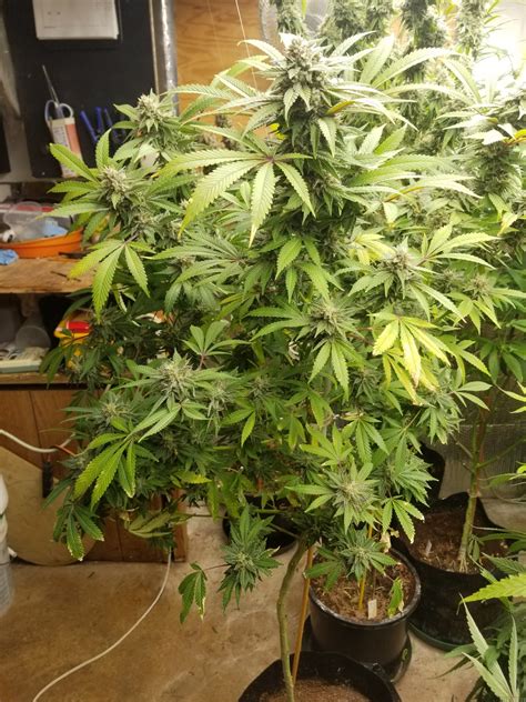 Strain-Galerie: Cotton Candy (Delicious Seeds) PIC #06101953289495174