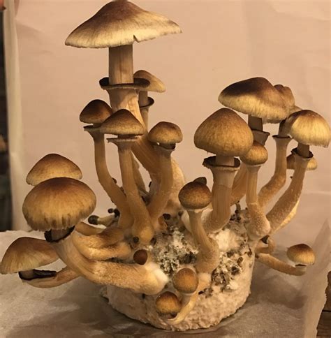 Golden Teacher Mushroom