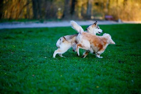Husky And Labrador Dogs Frolic In A Summer Park Stock Image Image Of