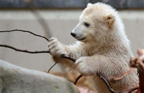 Anori Zoos Impossibly Cute Polar Bear Cub Times Union