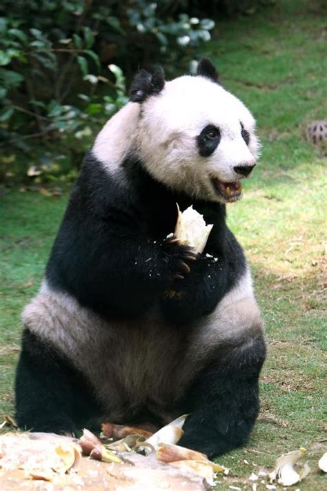 Worlds Oldest Captive Giant Panda Passes Away Plants And Animals