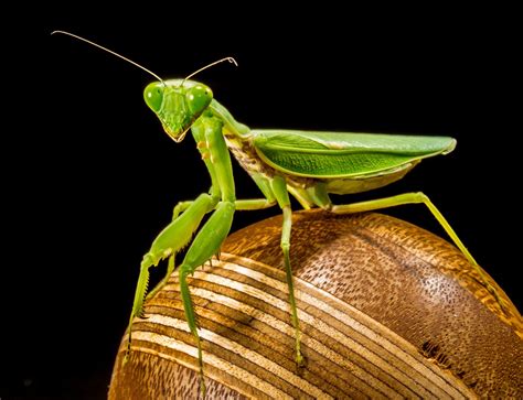 Free Images Green Praying Mantis Close Fauna Invertebrate