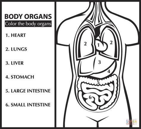 Organos Del Cuerpo Humano Para Colorear Imagui