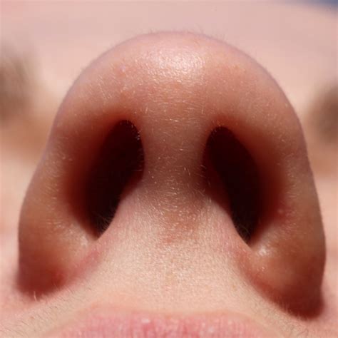 Nostril Wikiwand