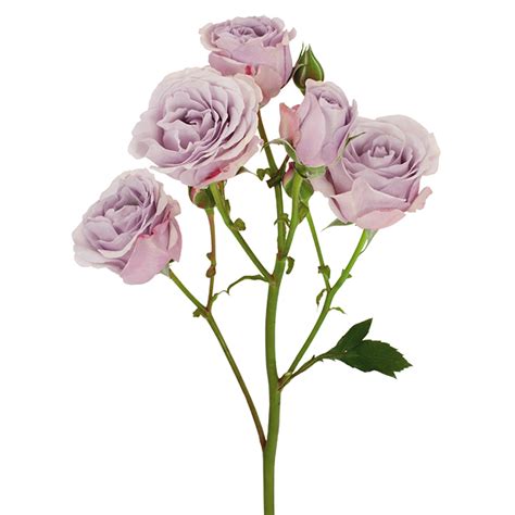 Roses Spray Lavender Silver Mikado Dvflora