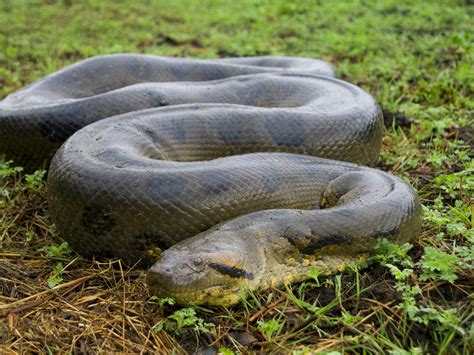 Largest Anaconda In The World