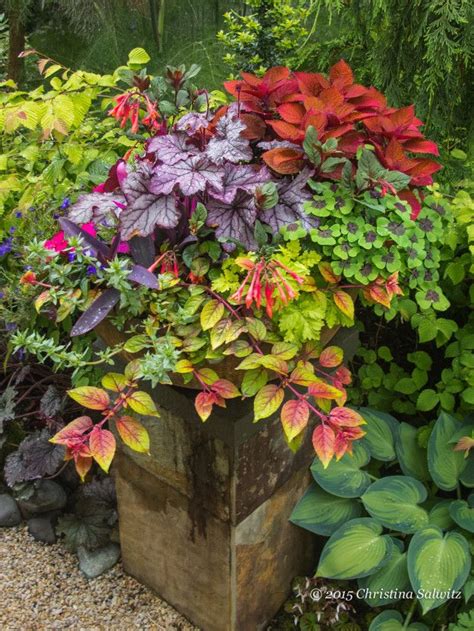952 Best Container Gardening Images On Pinterest Container Plants