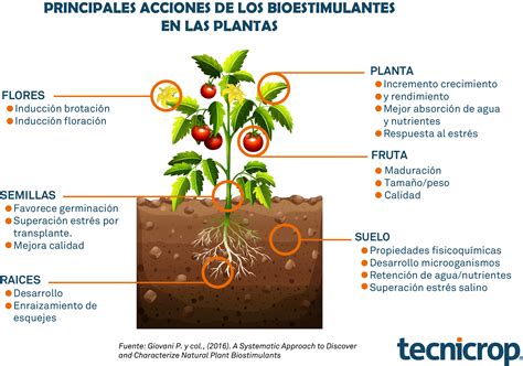 Acciones Y Efectos De Los Biostimulantes En Las Plantas Tecnicrop