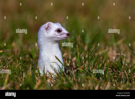 Stoat Short Tailed Weasel Hermelin Mustela Erminea Stock Photo Alamy