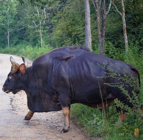 This Absolute Unit Of A Gaur Who Could Weight Up To 3300 Lb’s 1500 Kilograms Which Makes It