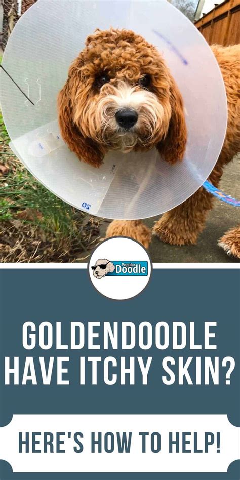 Does Your Goldendoodle Have Itchy Skin Heres How To Help