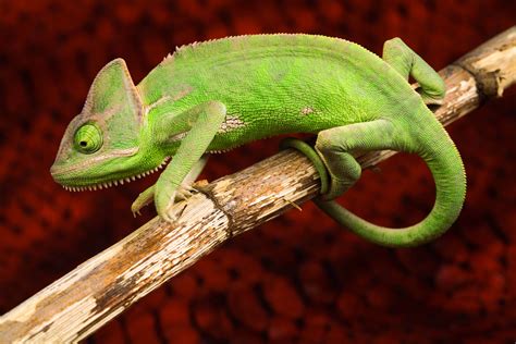 Chameleon 8k Ultra Hd Wallpaper And Background Image 8736x5824 Id