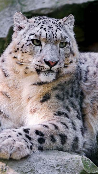 Snow Leopard Wildlife Rocks 4k Wallpapers Iphone