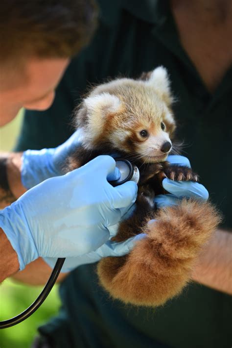 Red Panda Cub Helps Shed Light On Rescue Efforts Zooborns