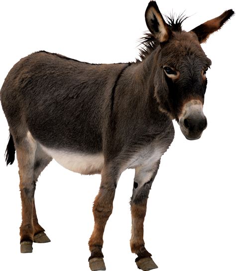 Collection of Donkey HD PNG. | PlusPNG