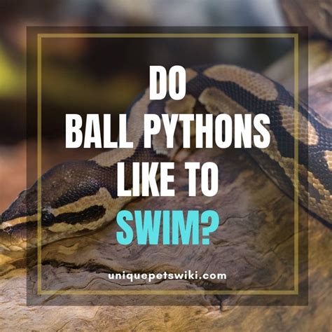 Check spelling or type a new query. Do Ball Pythons Like To Swim? Can You Bathe With Your Ball ...