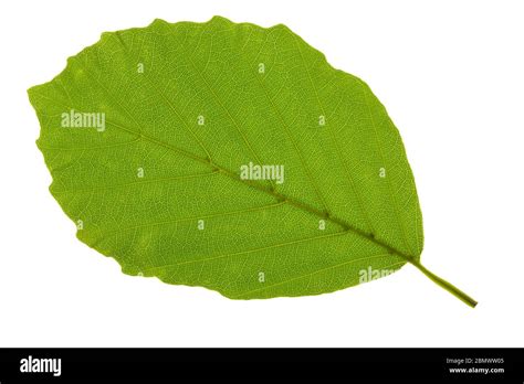 Leaf Of Beech Tree Isolated Stock Photo Alamy