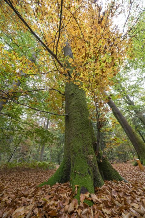 La forêt de Haguenau Denis MERCK Photographe professionnel en Alsace