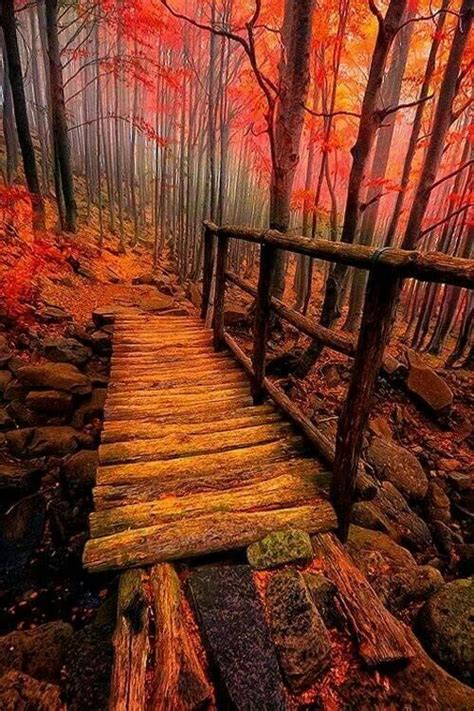 Wooden Bridge Beautiful World Beautiful Forest Gorgeous Lovely