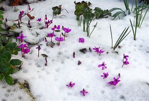 Hardy Cyclamen For All Seasons Alpine Garden Society