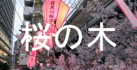 With tenor, maker of gif keyboard, add popular anime aesthetic animated gifs to your conversations. tree blossom gif | Tumblr