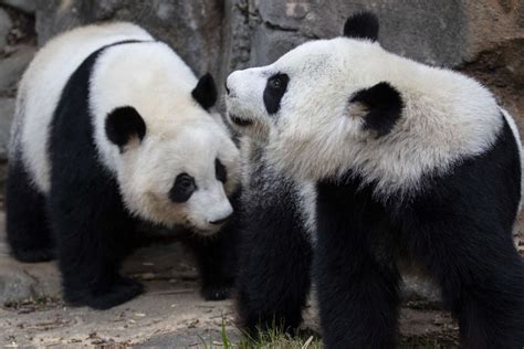 Giant Pandas Are Cute We Know That For A Fact However After
