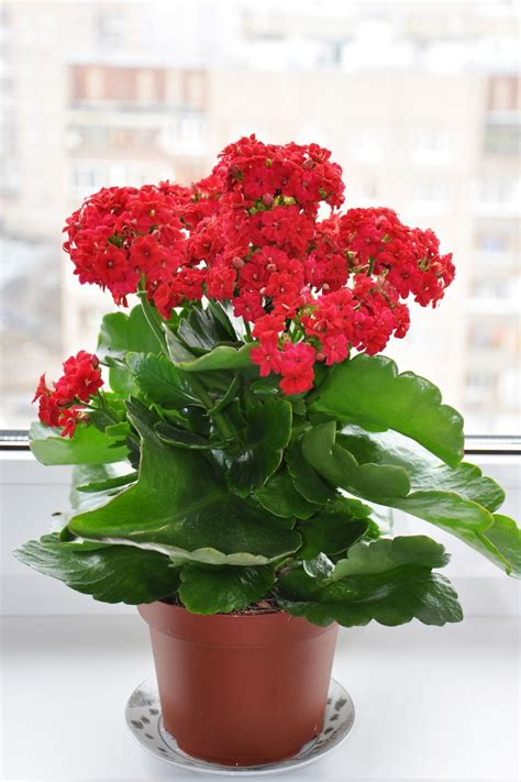 Succulent House Plants With Red Flowers Types Of Succulent Plant