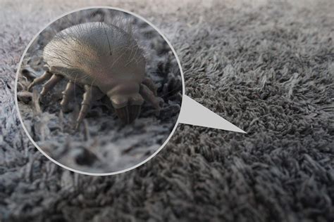Indoor Pollution How To Get Rid Of Dust Mites In The Home
