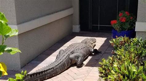 Massive Alligator Shows Up At Front Door Of Florida Home Tries To Meet