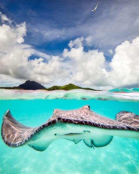 Stingray In Bora Bora French Polynesia Ocean Animals Underwater