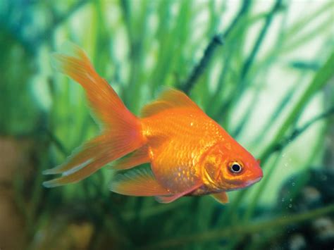 It is simply smaller than the usual aquariums available. Best Fish For Your Office Desk - Boldsky.com
