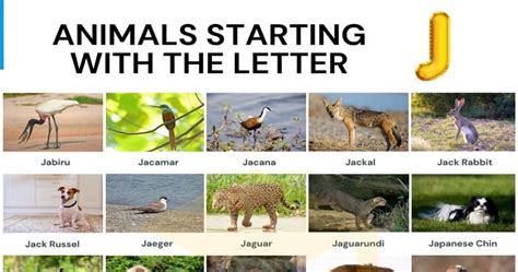 129 Animals that Start with J | List of Animals Beginning with J • 7ESL