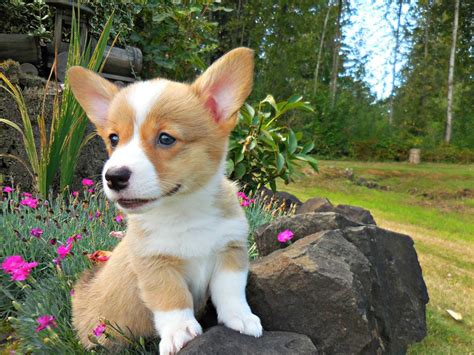 Quality pembroke welch corgis in texas for sale? Pembroke Welsh Corgi Puppies For Sale | Houston, TX #295920