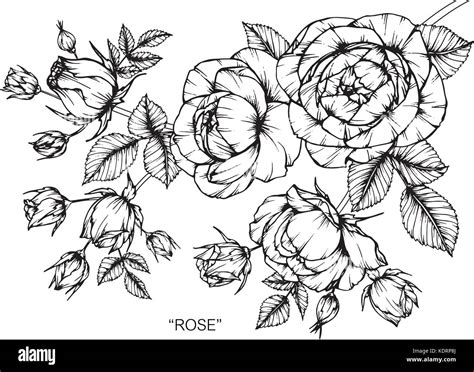 Le Rose Fiore Disegno Illustrativo In Bianco E Nero Con La Linea